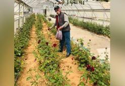 Dünyada sadece Halfeti’de yetişen karagülün suyu ihraç edilmeye başlandı