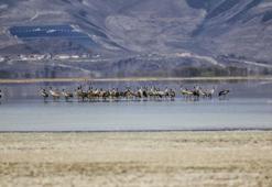 Turnalar Sultan Sazlığı Milli Parkı'nda