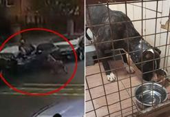 Maltepe'deki pitbull saldırısı; köpeğin sahipsiz olmadığı ortaya çıktı