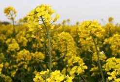 Trakya'da kanola, yerini ayçiçeğine bıraktı