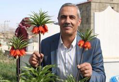 Bir aylık ömürleri olan ters laleler Yüksekova'da çiçek açtı