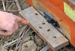 Arı ölümlerini azaltmak için zirai ilaçlamada toksik etki tablosu hazırlandı