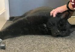 5 yıl önce kaybolan tek gözlü kedi, açık deniz petrol platformunda bulundu