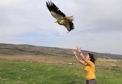 Eskişehir'de yakalanan küçük akbabaya uydu vericisi takıldı