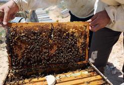 Arıcıların coğrafi işaret alan 'zahter balı' mesaisi