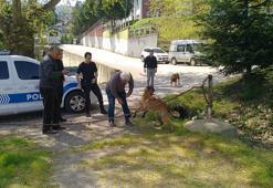 Sahilde bisikletlilere saldıran Belçika kurdu köpek barınağa götürüldü