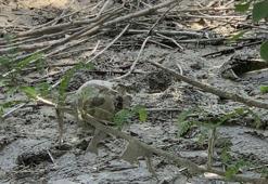 Seyhan Nehri kıyısında insan kemikleri ve kafatası bulundu