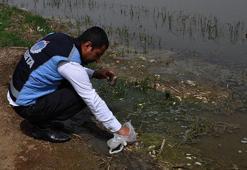 Tahtaköprü Barajı Gölü'nde balık ölümlerine inceleme