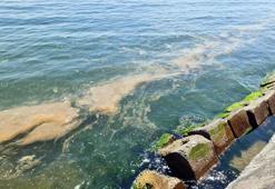 Tekirdağ kıyılarında plankton kirliliği
