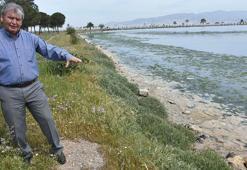 Çakalburnu Lagünü'nde deniz marulu tekrar ortaya çıktı