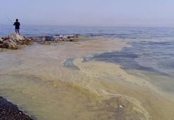 Mersin'de arı ölümleri; denizde sarı polen tabakası oluştu