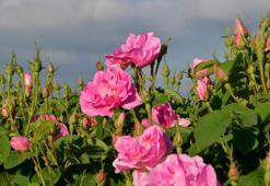 Isparta'nın 'gül pembesi' davasında toplatma kararı iptal oldu
