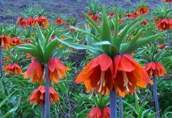 Koparma cezası 109 bin lira olan ters lalelere dokunamadılar