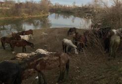 Kesilmekten kurtarılan at ve eşekler sahiplendirildi