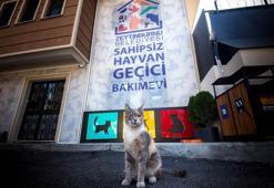 Zeytinburnu Sahipsiz Hayvan Geçici Bakımevi’nde 350 sokak hayvanı sahiplendirildi