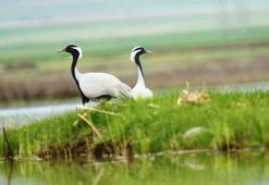 Nesli tehlike altındaki telli turna çifti, aynı yerde yuvalandı