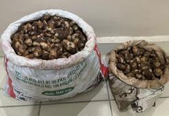 Elazığ'da salep soğanı toplayan 4 kişiye 436 bin TL ceza