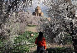Akdamar Adası'nda Badem Çiçeği Festivali