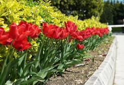 Kağıthane'de lale mevsimi başladı