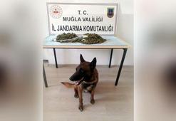 Yolcu otobüsüyle uyuşturucu sevkiyatı 'Kont'a takıldı