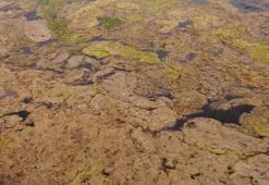 Büyükçekmece Gölü'nde yosun istilası