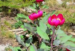 Yılda 10 gün açıyor, koparmanın cezası 109 bin 593 lira