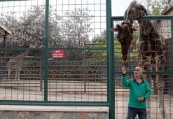 6 yıl sonra eş bulunan zürafa Şakir'in, baba olması için çalışılıyor