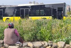 Sultangazi'de İETT otobüsü araziye uçtu; ekinleri zarar gören kadının tepkisi