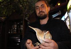 Tokat'ta, yaralı bulunan balaban kuşuna tedavi