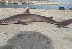 Oltasına camgöz cinsi yavru köpek balığı takıldı