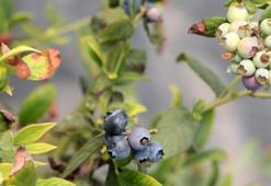 Adana'da yaban mersini üretildi; kilosu tarlada 160 TL'ye satılıyor