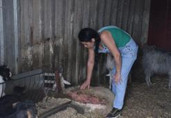 Travmaları 1 yıldır sürüyor