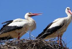 'İsmayıl' ve 'Fatme' 10 yıldır aynı okulun girişindeki elektrik direğine yuva kuruyor