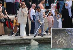 Balıklıgöl'de balık ölümleri; göle gıda maddesi atılması yasaklandı