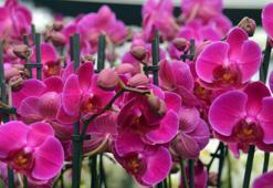 Anneler Günü'nde en ucuz orkide 150 TL