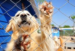 'İnternetten yasaklı ırkların satışı engellenmeli'