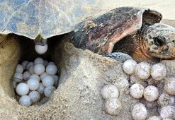 Caretta carettaların yumurtlama dönemi başladı, İztuzu'nda ilk yuva tespit edildi