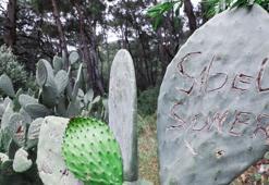 Antik kentin kaktüslerine 'aşk' tahribatı