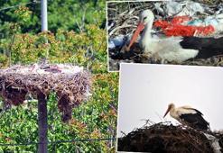 Kuluçkaya yatan Yaren leyleğin yavrularının yumurtadan çıkması bekleniyor