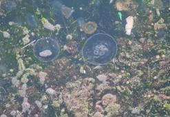 Sahil denizanalarıyla doldu