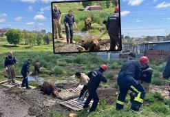 Arnavutköy'de bataklıkta mahsur kalan danaları itfaiye kurtardı