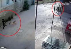 Köpekten kaçmaya çalışırken düşüp yaralandı; o anlar kamerada