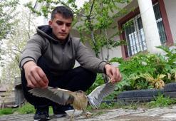 Kedinin saldırdığı cüce balaban kuşunu son anda kurtardı