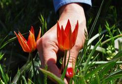 Yılda bir kez açan Manisa lalesini koparana 109 bin lira para cezası var