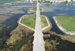 Büyükçekmece Gölü'nde yosun artışı