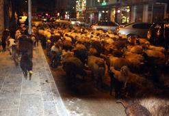 Koyun sürüsünün caddeden geçişi ilginç görüntüler oluşturdu