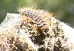 Adalar'da tırtıl seferberliği; Hem doğaya hem de insana zararlı