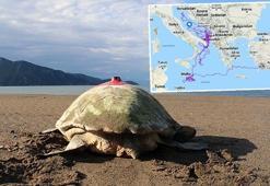 Uydu takip cihazlı 9 deniz kaplumbağasının sinyali kesildi