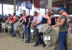 Keçi ve koçların 'en' güzeli seçildi