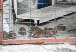 Sivas'taki iş hanı, esnafı tedirgin eden farelerden temizlendi